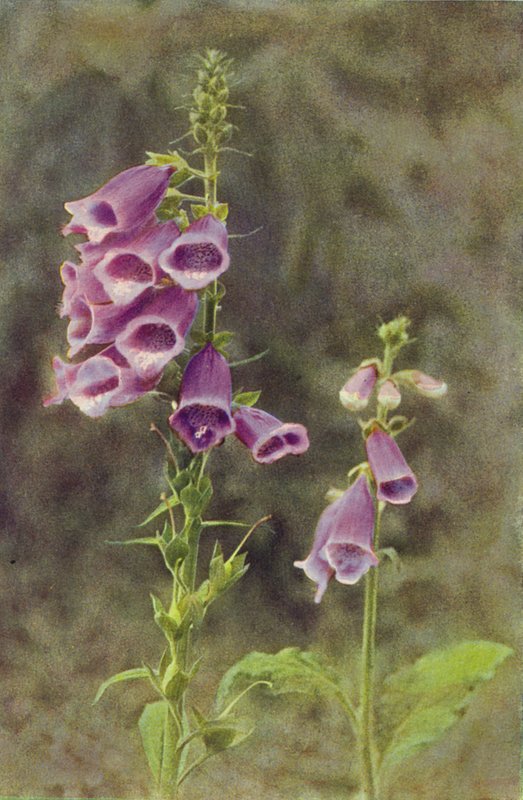 Vilde blomster: Foxglove (farvefoto) af Charles Essenhigh Corke