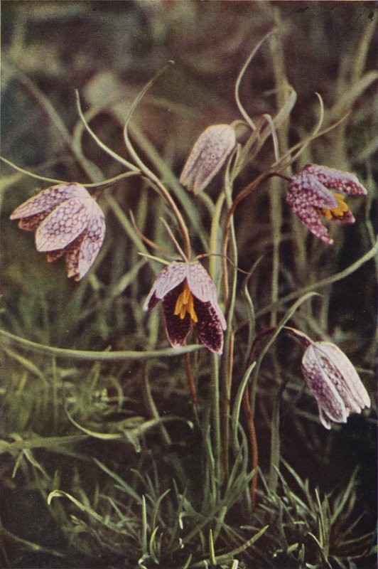 Vilde blomster: Fritillary (farvefoto) af Charles Essenhigh Corke