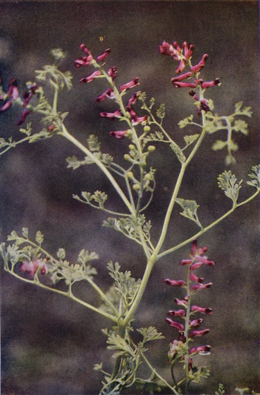 Vilde blomster: Fumitory (farvefoto) af Charles Essenhigh Corke
