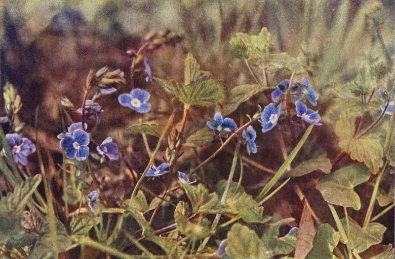 Vilde blomster: Germander Speedwell (farvefoto) af Charles Essenhigh Corke