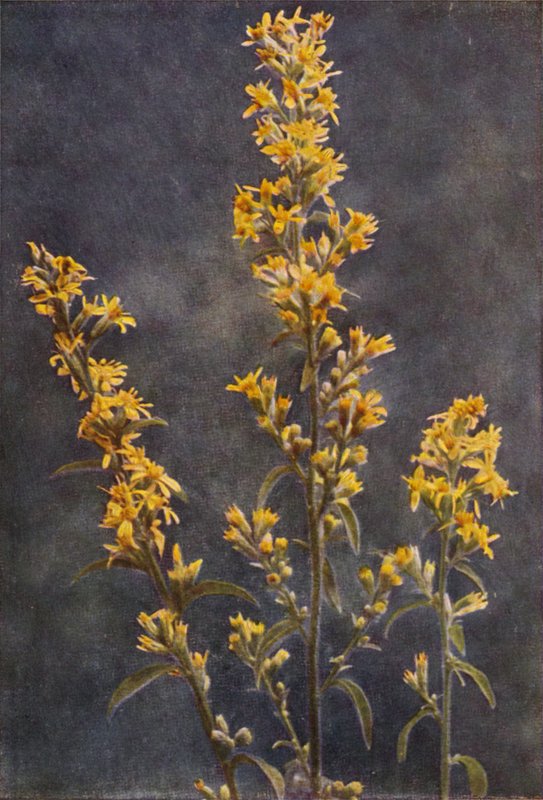 Vilde blomster: Golden Rod (farvefoto) af Charles Essenhigh Corke