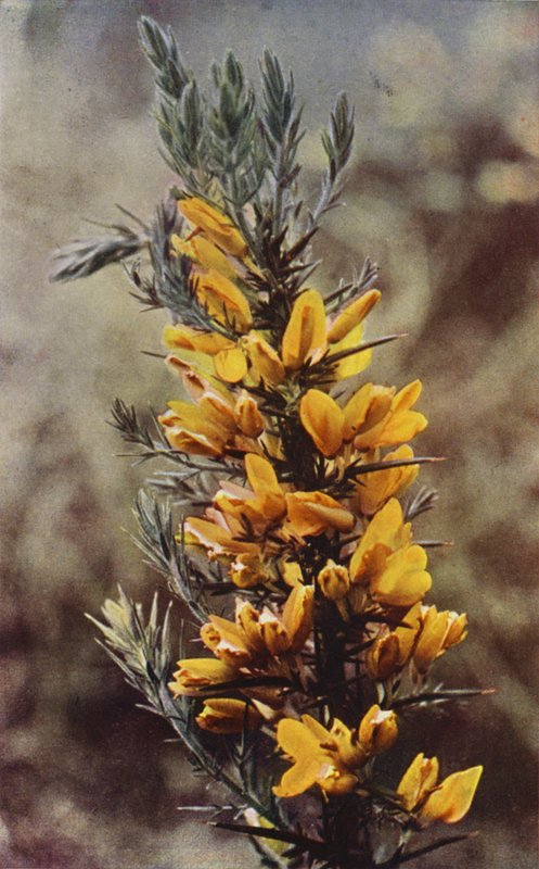 Vilde blomster: Gorse (farvefoto) af Charles Essenhigh Corke