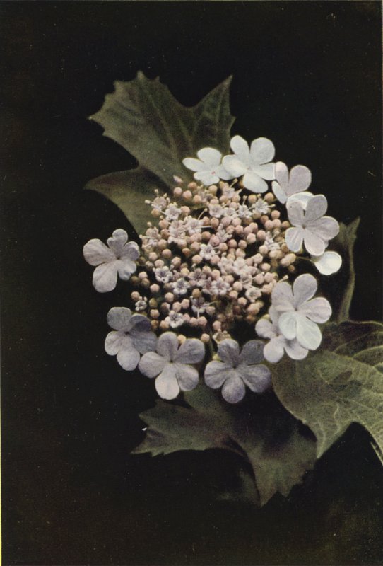 Vilde blomster: Gyldenrose (farvefoto) af Charles Essenhigh Corke