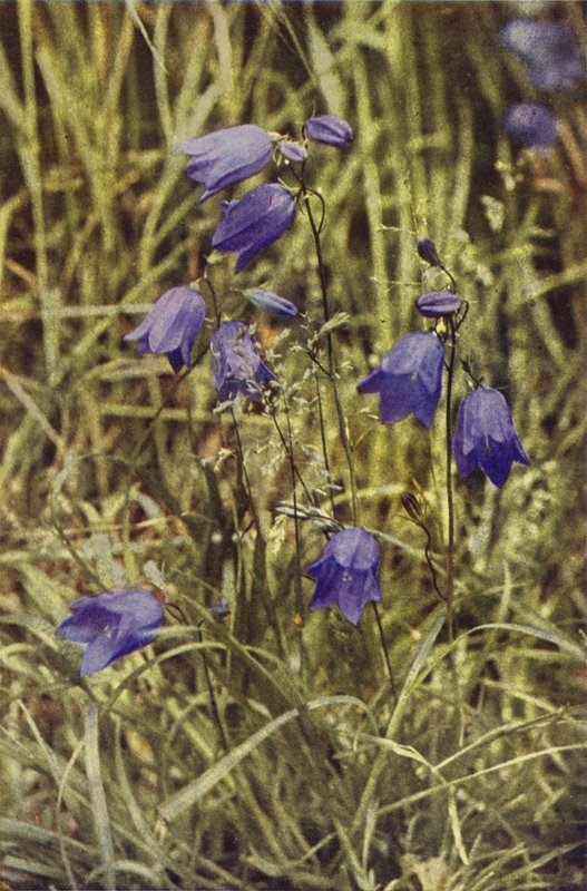 Vilde blomster: Hårklokke (farvefoto) af Charles Essenhigh Corke