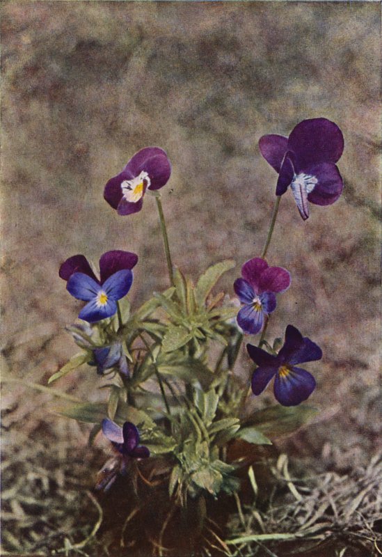 Vilde blomster: Heartsease (farvefoto) af Charles Essenhigh Corke
