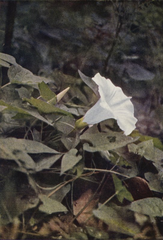 Vilde blomster: Hedge Convolvulus (farvefoto) af Charles Essenhigh Corke