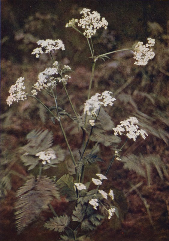 Vilde blomster: Hækpersille (farvefoto) af Charles Essenhigh Corke