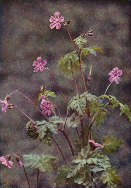 Vilde blomster: Herb Robert (farvefoto) af Charles Essenhigh Corke