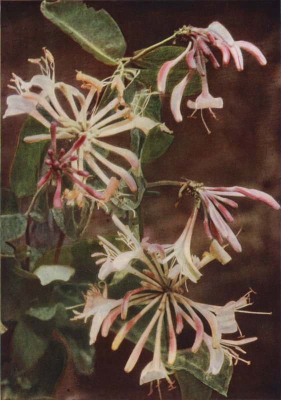 Vilde blomster: Honeysuckle (farvefoto) af Charles Essenhigh Corke