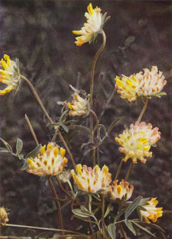 Vilde blomster: Nyrevikke (farvefoto) af Charles Essenhigh Corke