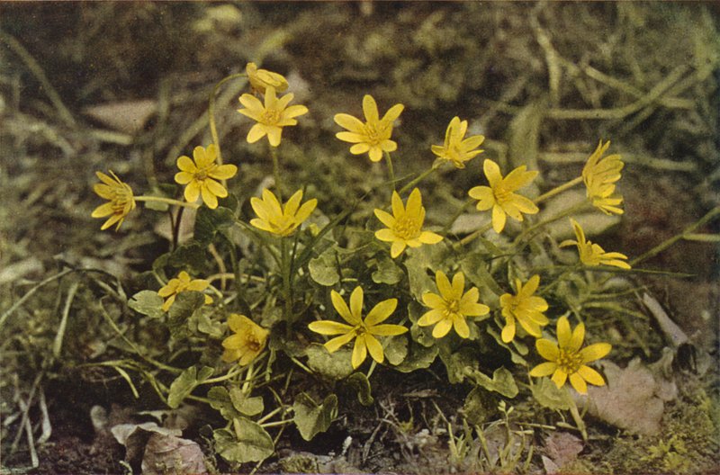 Vilde blomster: Lille Celandine (farvefoto) af Charles Essenhigh Corke