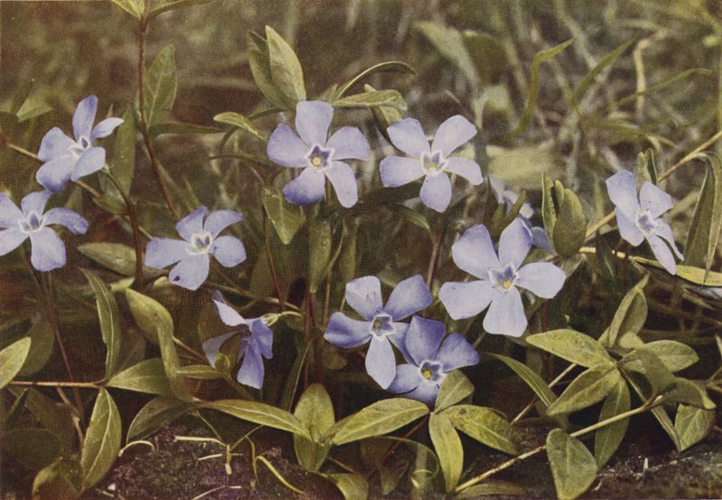 Vilde blomster: Lesser Periwinkle (farvefoto) af Charles Essenhigh Corke