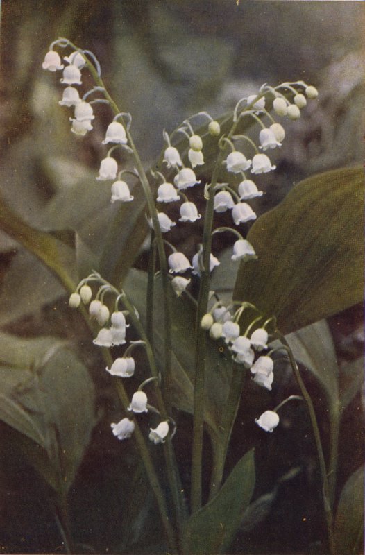Vilde blomster: Lily of the Valley (farvefoto) af Charles Essenhigh Corke