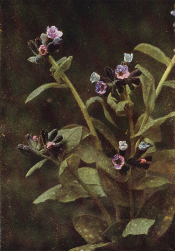 Vilde blomster: Lungeurt (farvefoto) af Charles Essenhigh Corke
