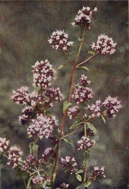 Vilde blomster: Merian (farvefoto) af Charles Essenhigh Corke