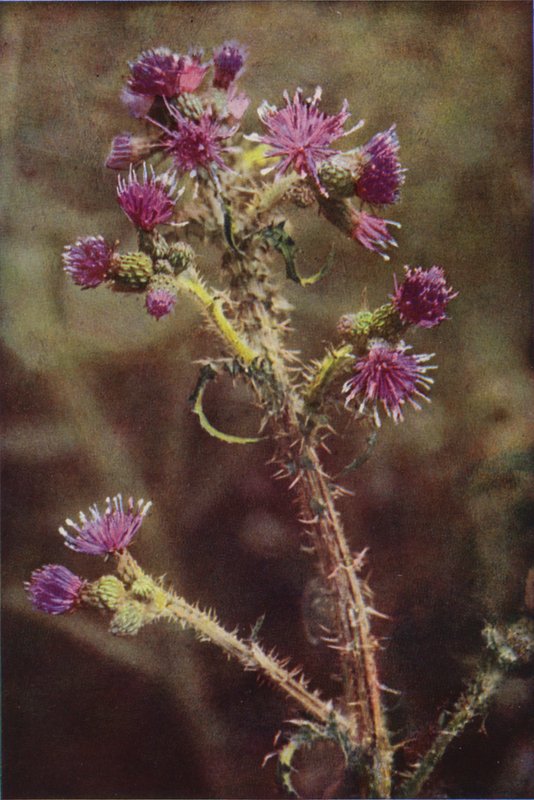Vilde blomster: Marsh Thistle (farvefoto) af Charles Essenhigh Corke