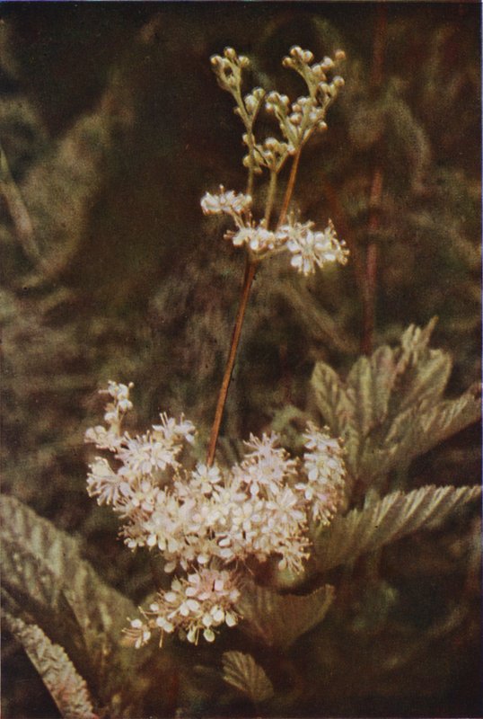 Vilde blomster: Meadow-Sweet (farvefoto) af Charles Essenhigh Corke