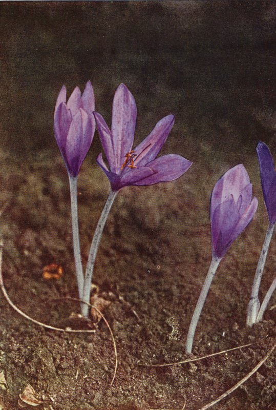 Vilde blomster: Meadow Saffron (farvefoto) af Charles Essenhigh Corke
