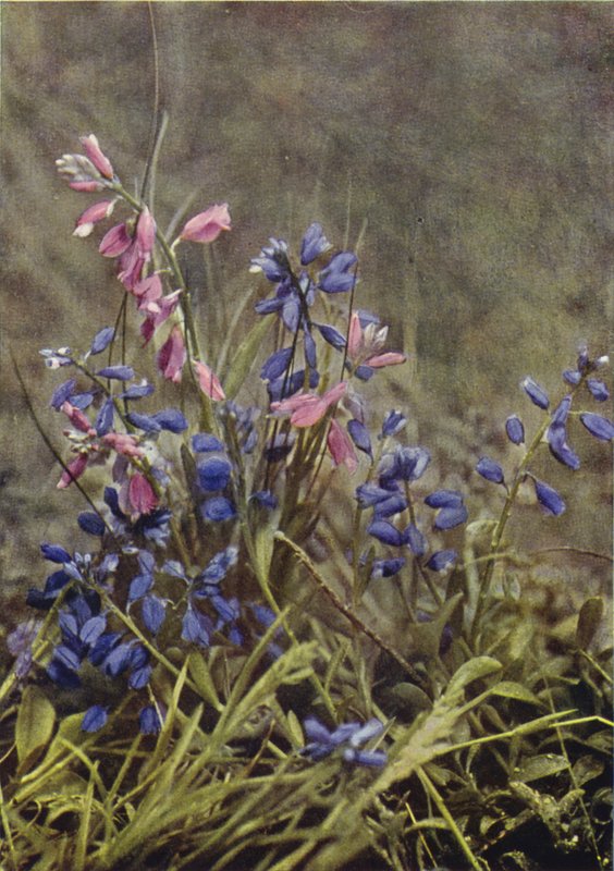 Vilde blomster: Mælkeurt (farvefoto) af Charles Essenhigh Corke