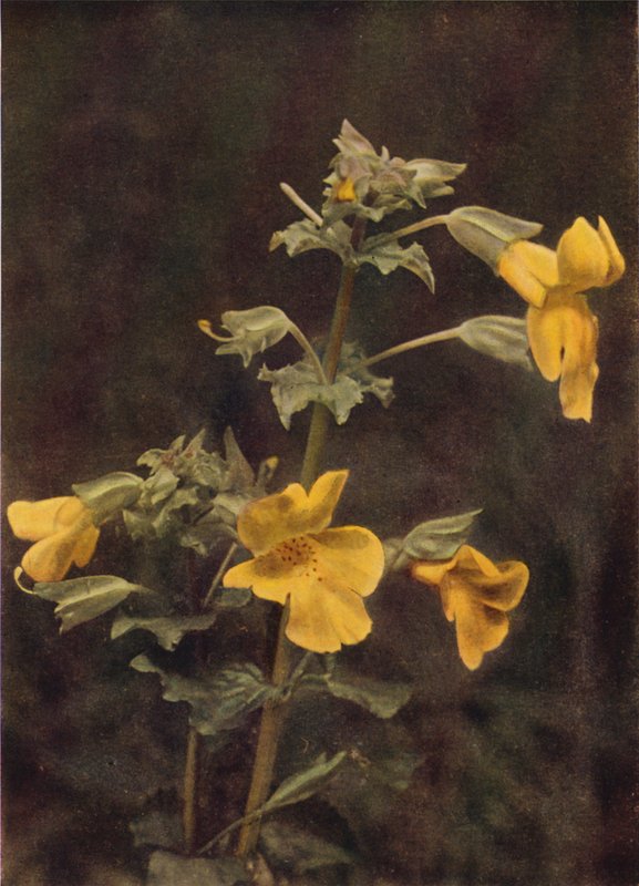 Vilde blomster: Monkey Flower (farvefoto) af Charles Essenhigh Corke