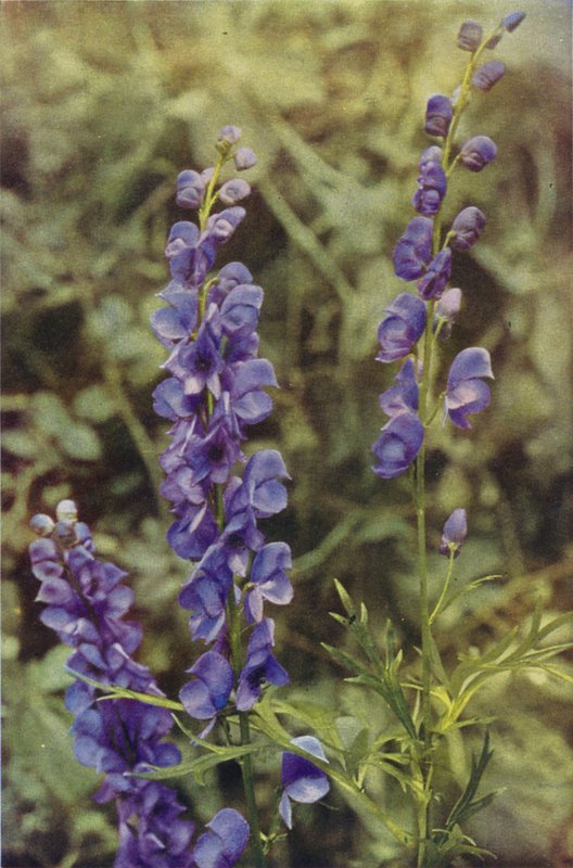 Vilde blomster: Monkshood (farvefoto) af Charles Essenhigh Corke