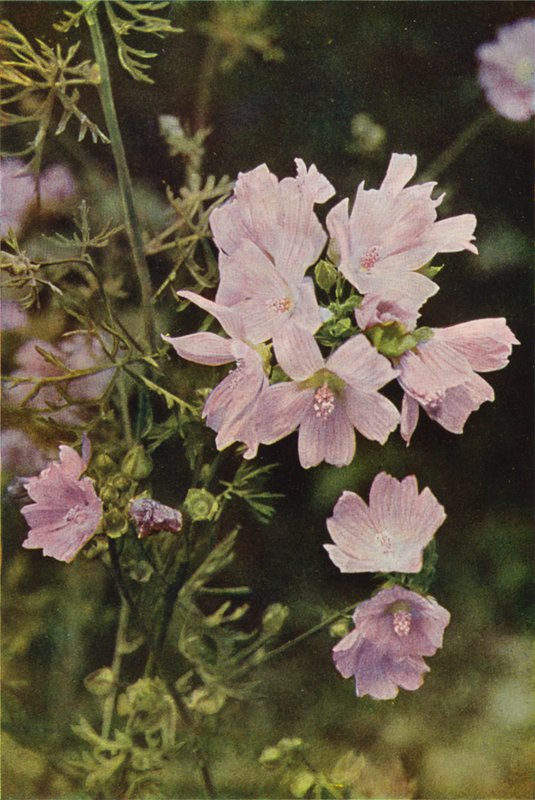 Vilde blomster: Musk Mallow (farvefoto) af Charles Essenhigh Corke