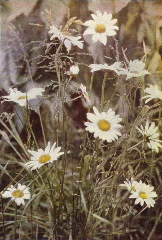Vilde blomster: Ox-Eye Daisy (farvefoto) af Charles Essenhigh Corke