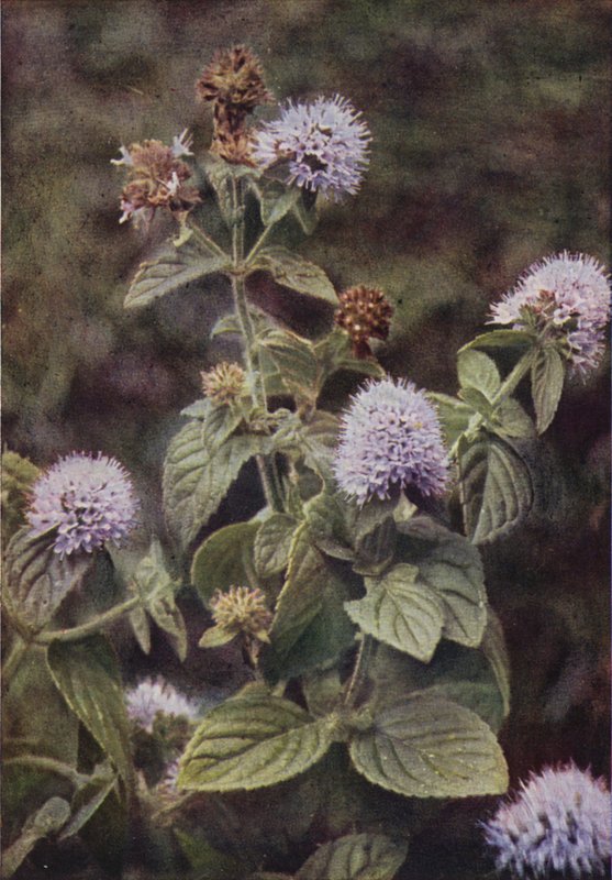 Vilde blomster: Peber-Mynte (farvefoto) af Charles Essenhigh Corke