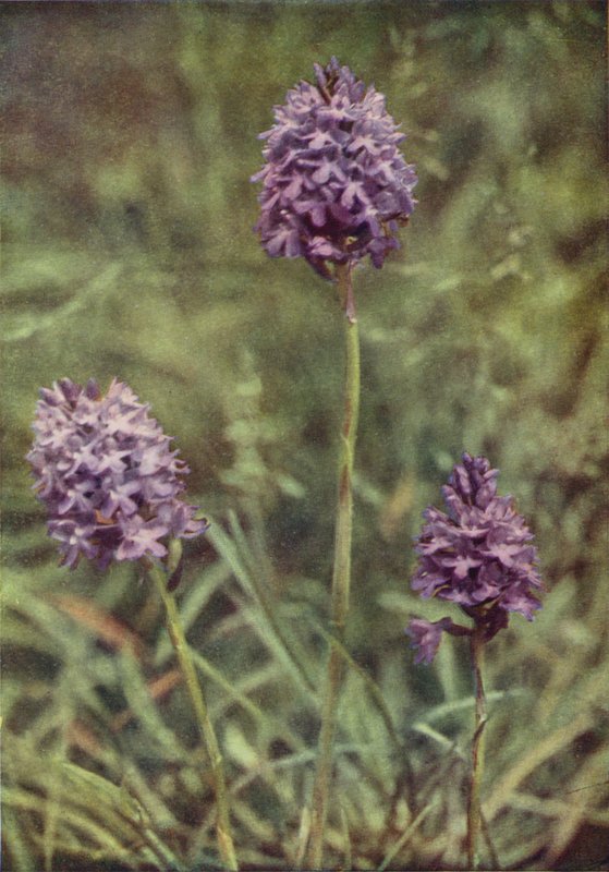 Vilde blomster: Pyramid Orchis (farvefoto) af Charles Essenhigh Corke