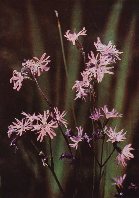 Vilde blomster: Ragged Robin (farvefoto) af Charles Essenhigh Corke