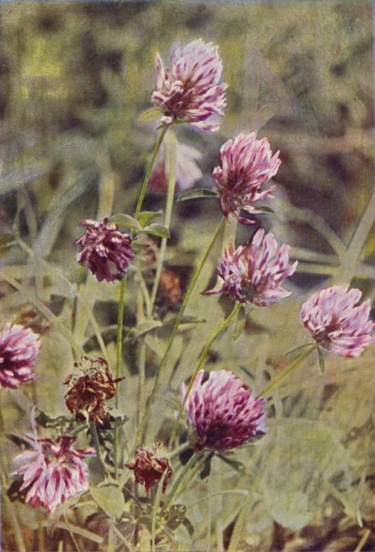 Vilde blomster: Rødkløver (farvefoto) af Charles Essenhigh Corke