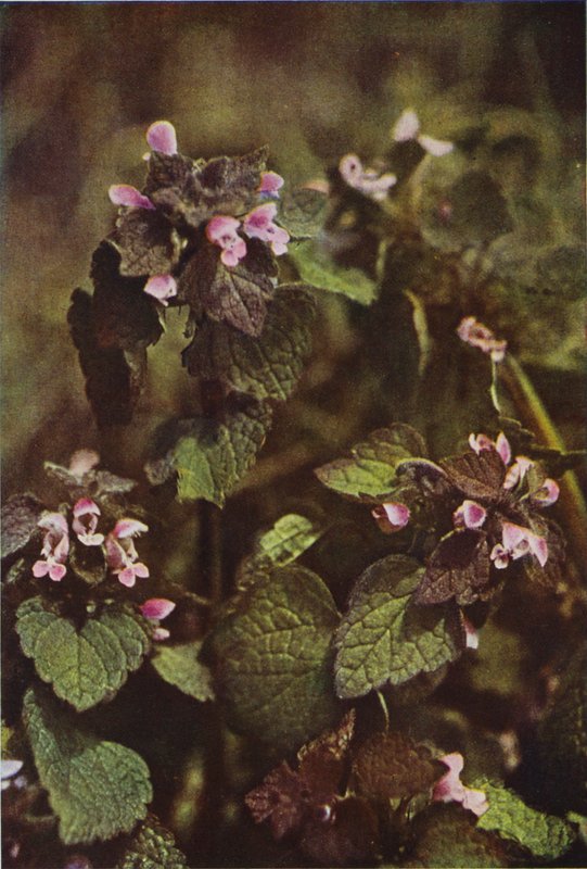Vilde blomster: Red Dead Nettle (farvefoto) af Charles Essenhigh Corke