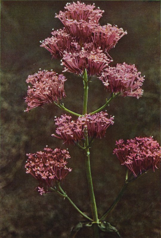 Vilde blomster: Rød baldrian (farvefoto) af Charles Essenhigh Corke