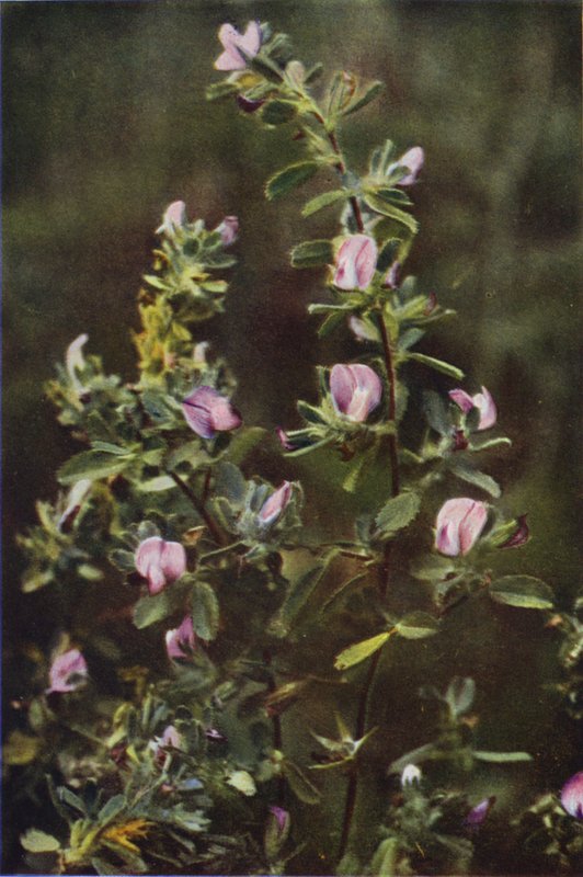 Vilde blomster: Rest Harrow (farvefoto) af Charles Essenhigh Corke