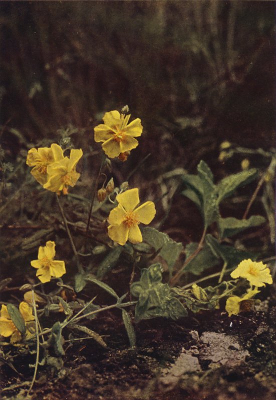Vilde blomster: Rock Rose (farvefoto) af Charles Essenhigh Corke