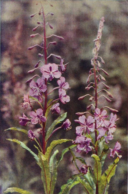 Vilde blomster: Rose-Bay Willow Herb (farvefoto) af Charles Essenhigh Corke