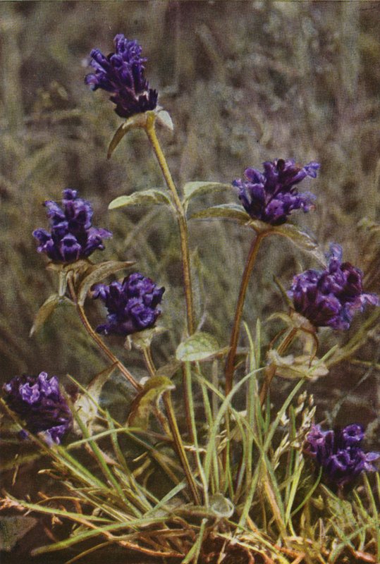 Vilde blomster: Selvhelbredende (farvefoto) af Charles Essenhigh Corke