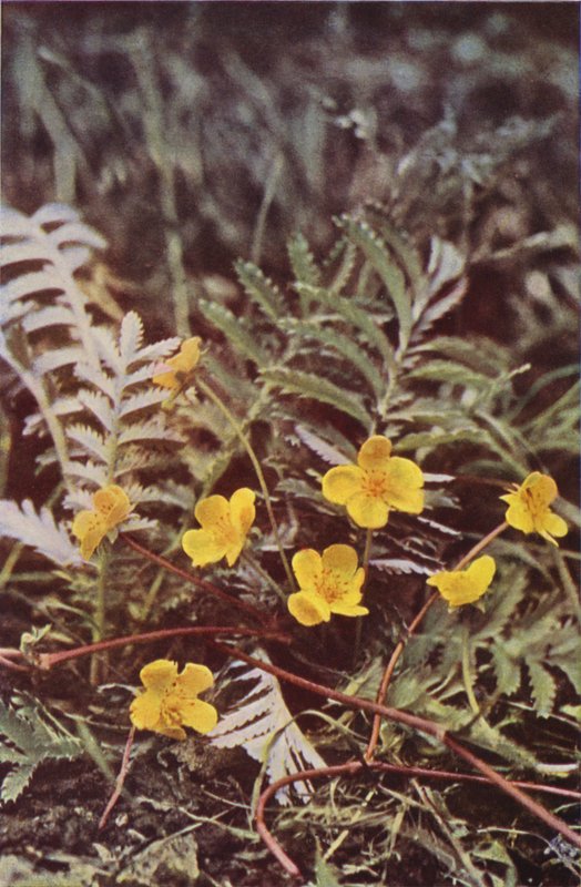 Vilde blomster: Silverweed (farvefoto) af Charles Essenhigh Corke