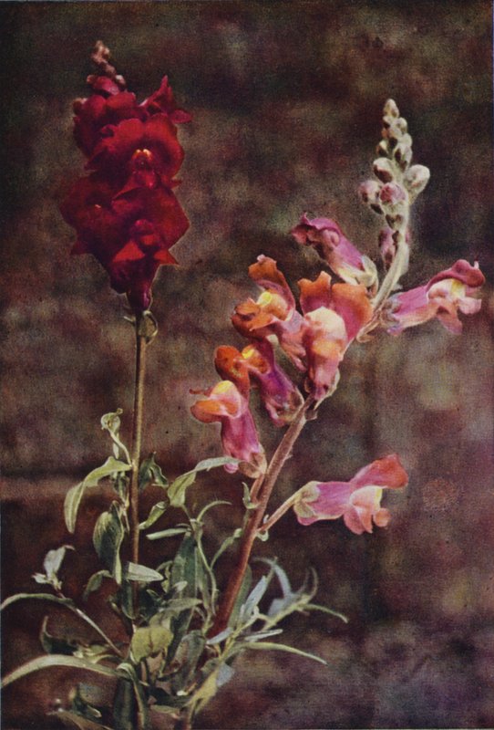 Vilde blomster: Snapdragon (farvefoto) af Charles Essenhigh Corke