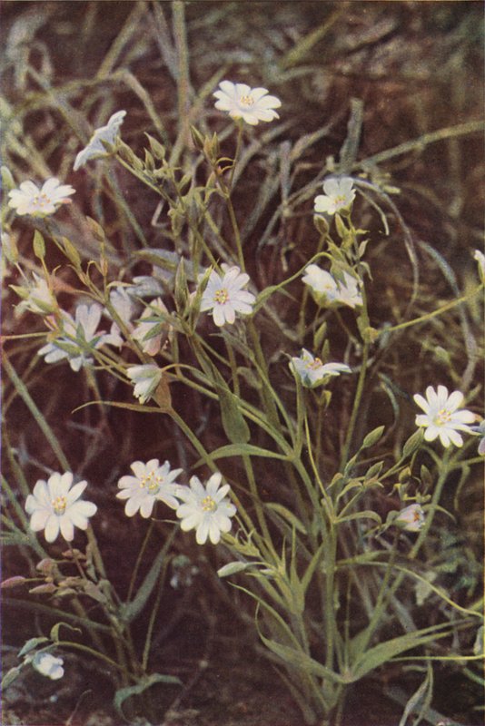 Vilde blomster: Stitchwort (farvefoto) af Charles Essenhigh Corke