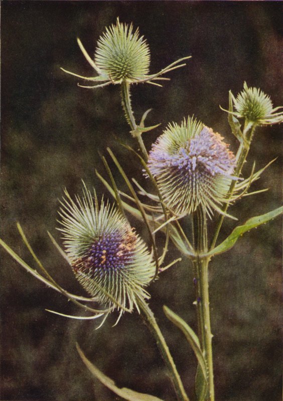 Vilde blomster: Teasel (farvefoto) af Charles Essenhigh Corke