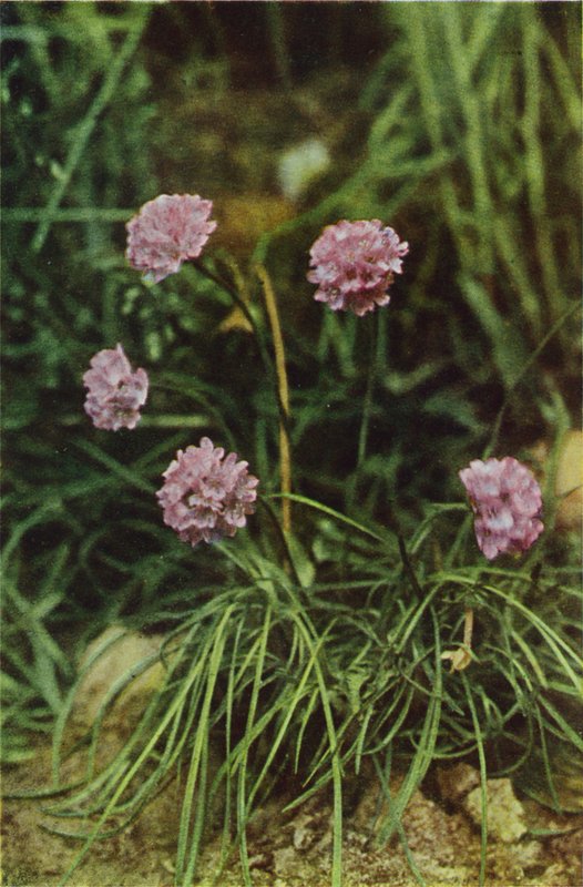 Vilde blomster: Thrift (farvefoto) af Charles Essenhigh Corke