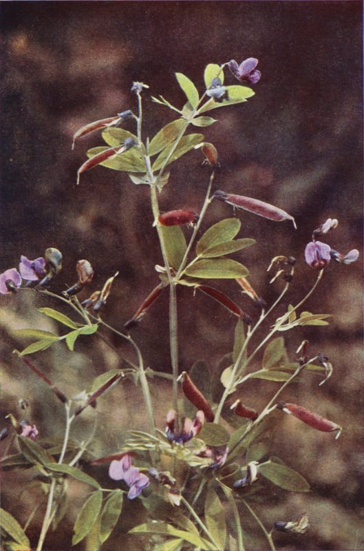 Vilde blomster: Tuberous Bitter Pea (farvefoto) af Charles Essenhigh Corke