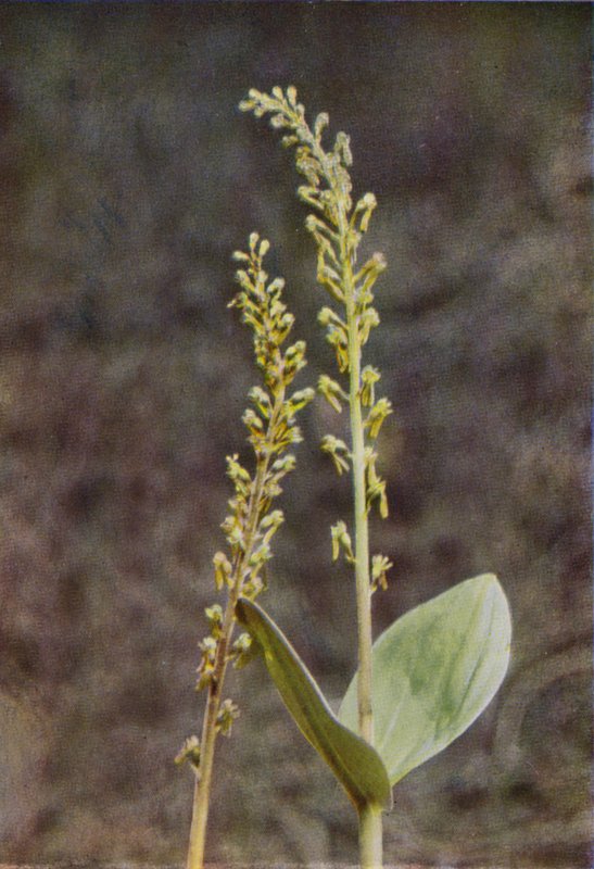 Vilde blomster: Twayblade (farvefoto) af Charles Essenhigh Corke
