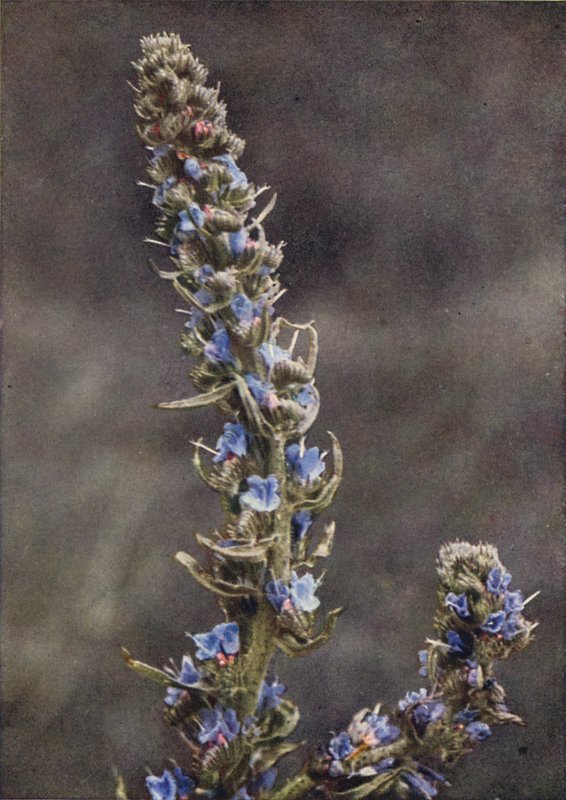 Vilde blomster: Viper
