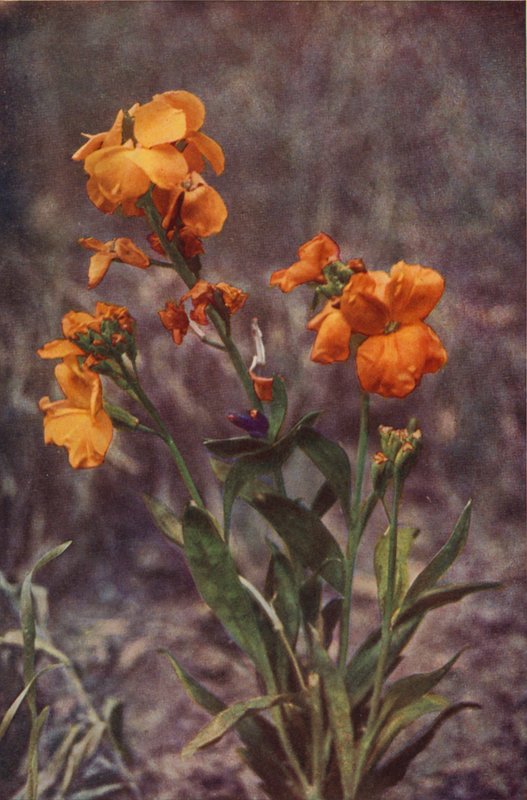 Vilde blomster: Wallflower (farvefoto) af Charles Essenhigh Corke