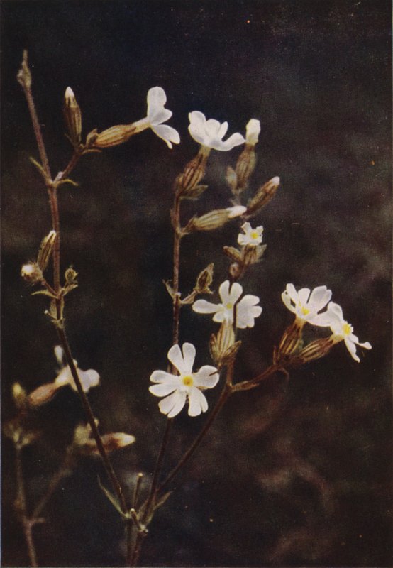 Vilde blomster: White Campion (farvefoto) af Charles Essenhigh Corke