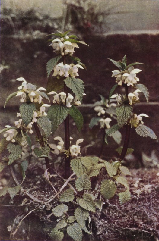 Vilde blomster: White Deadnettle (farvefoto) af Charles Essenhigh Corke