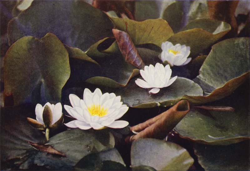 Vilde blomster: Hvid åkande (farvefoto) af Charles Essenhigh Corke