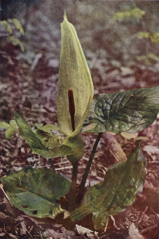 Vilde blomster: Wild Arum (farvefoto) af Charles Essenhigh Corke